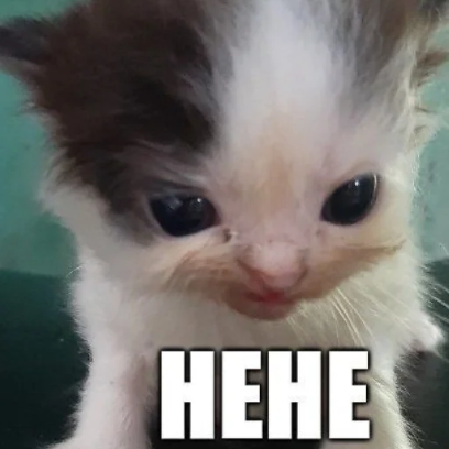 Cat Memes