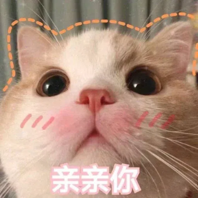 猫猫meme